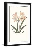 Amaryllis-Peter Brown-Framed Art Print