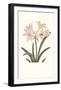 Amaryllis-Peter Brown-Framed Art Print