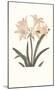 Amaryllis-Peter Brown-Mounted Art Print