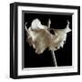 Amaryllis-Michael Harrison-Framed Giclee Print