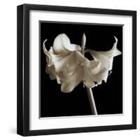 Amaryllis-Michael Harrison-Framed Giclee Print