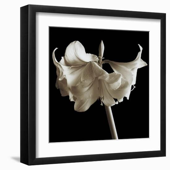 Amaryllis-Michael Harrison-Framed Giclee Print