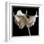 Amaryllis-Michael Harrison-Framed Giclee Print