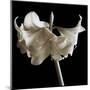 Amaryllis-Michael Harrison-Mounted Giclee Print