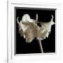 Amaryllis-Michael Harrison-Framed Giclee Print