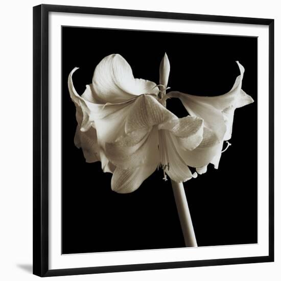 Amaryllis-Michael Harrison-Framed Giclee Print