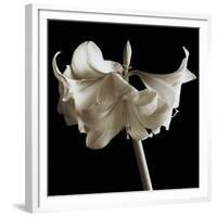 Amaryllis-Michael Harrison-Framed Giclee Print