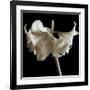 Amaryllis-Michael Harrison-Framed Giclee Print