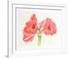 Amaryllis-Carol Ann Bolt-Framed Limited Edition