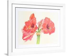 Amaryllis-Carol Ann Bolt-Framed Limited Edition