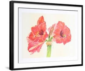 Amaryllis-Carol Ann Bolt-Framed Limited Edition