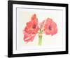 Amaryllis-Carol Ann Bolt-Framed Limited Edition