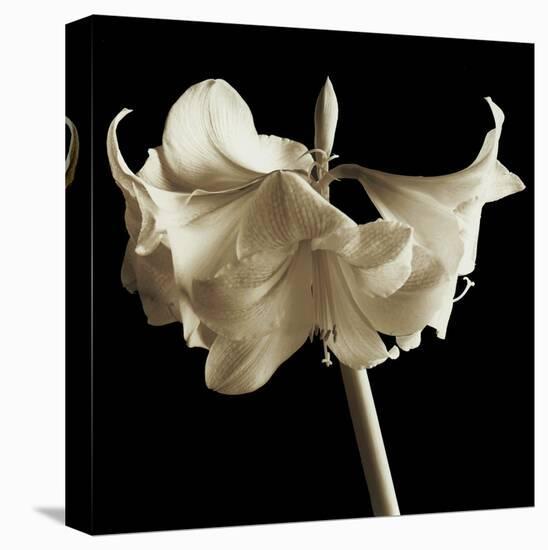 Amaryllis-Michael Harrison-Stretched Canvas