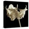 Amaryllis-Michael Harrison-Stretched Canvas