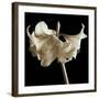 Amaryllis-Michael Harrison-Framed Art Print