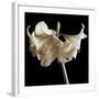 Amaryllis-Michael Harrison-Framed Art Print