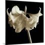 Amaryllis-Michael Harrison-Mounted Art Print