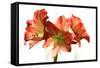 Amaryllis-Charles Bowman-Framed Stretched Canvas