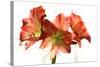 Amaryllis-Charles Bowman-Stretched Canvas