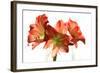 Amaryllis-Charles Bowman-Framed Photographic Print