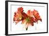 Amaryllis-Charles Bowman-Framed Photographic Print