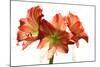 Amaryllis-Charles Bowman-Mounted Photographic Print