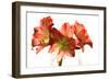 Amaryllis-Charles Bowman-Framed Photographic Print