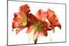 Amaryllis-Charles Bowman-Mounted Photographic Print