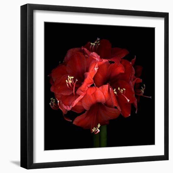 Amaryllis-Magda Indigo-Framed Photographic Print