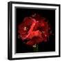 Amaryllis-Magda Indigo-Framed Photographic Print