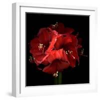 Amaryllis-Magda Indigo-Framed Photographic Print