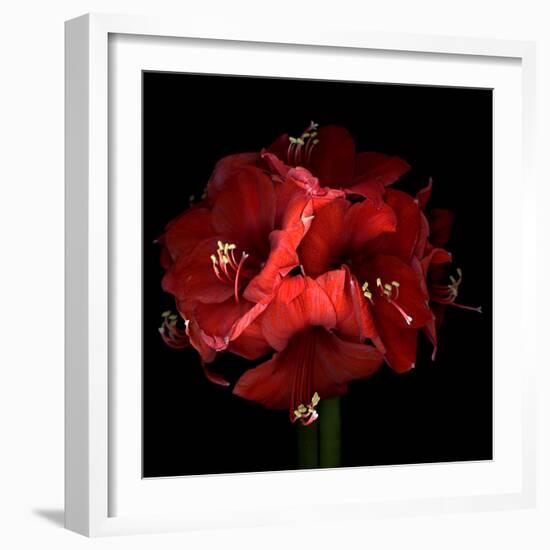 Amaryllis-Magda Indigo-Framed Photographic Print