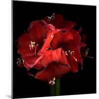 Amaryllis-Magda Indigo-Mounted Photographic Print