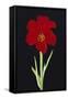 Amaryllis-Soraya Chemaly-Framed Stretched Canvas