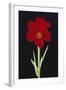 Amaryllis-Soraya Chemaly-Framed Giclee Print