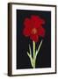 Amaryllis-Soraya Chemaly-Framed Giclee Print