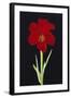 Amaryllis-Soraya Chemaly-Framed Giclee Print