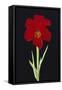 Amaryllis-Soraya Chemaly-Framed Stretched Canvas