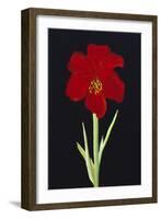 Amaryllis-Soraya Chemaly-Framed Giclee Print