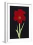 Amaryllis-Soraya Chemaly-Framed Giclee Print