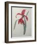 Amaryllis-Pierre-Joseph Redoute-Framed Art Print