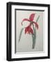 Amaryllis-Pierre-Joseph Redoute-Framed Art Print