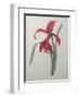 Amaryllis-Pierre-Joseph Redoute-Framed Art Print