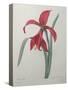 Amaryllis-Pierre-Joseph Redoute-Stretched Canvas