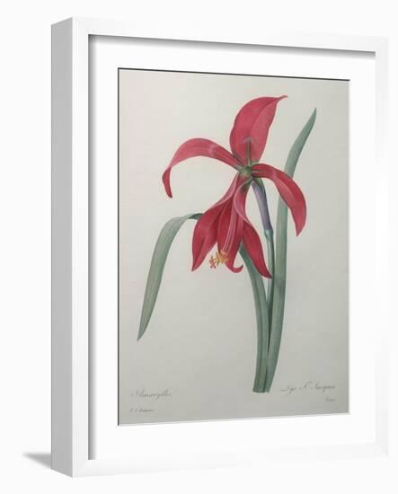 Amaryllis-Pierre-Joseph Redoute-Framed Art Print