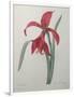 Amaryllis-Pierre-Joseph Redoute-Framed Art Print