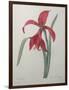 Amaryllis-Pierre-Joseph Redoute-Framed Art Print