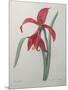 Amaryllis-Pierre-Joseph Redoute-Mounted Art Print