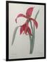 Amaryllis-Pierre-Joseph Redoute-Framed Art Print