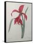 Amaryllis-Pierre-Joseph Redoute-Framed Stretched Canvas